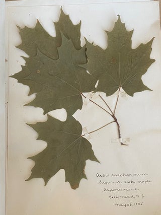 1899-1905 HERBARIUM and ART HISTORY PAPER - NEW JERSEY