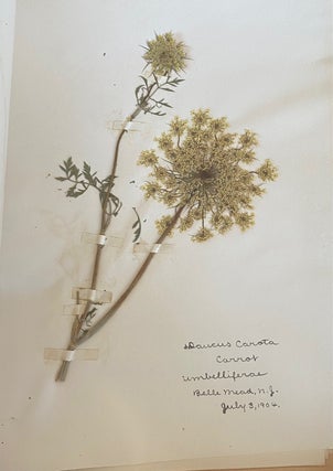 1899-1905 HERBARIUM and ART HISTORY PAPER - NEW JERSEY