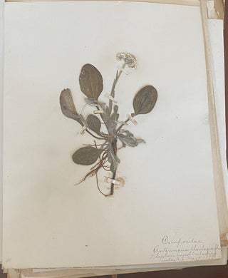 1899-1905 HERBARIUM and ART HISTORY PAPER - NEW JERSEY