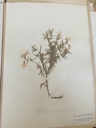 1899-1905 HERBARIUM and ART HISTORY PAPER - NEW JERSEY