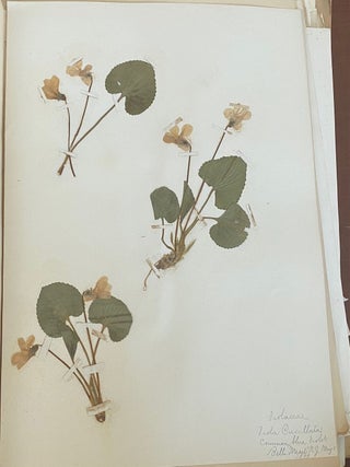 1899-1905 HERBARIUM and ART HISTORY PAPER - NEW JERSEY