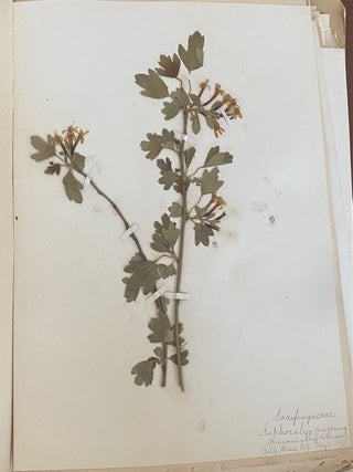 1899-1905 HERBARIUM and ART HISTORY PAPER - NEW JERSEY