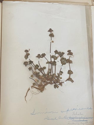 1899-1905 HERBARIUM and ART HISTORY PAPER - NEW JERSEY