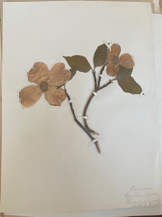 1899-1905 HERBARIUM and ART HISTORY PAPER - NEW JERSEY