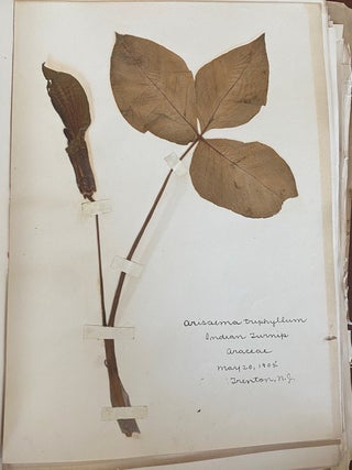 1899-1905 HERBARIUM and ART HISTORY PAPER - NEW JERSEY